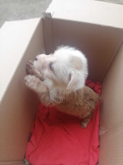 Oddam za darmo suczki