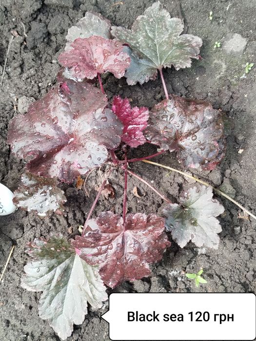 Гейхера, гейхерела, тіарела,  квіти для тінистих ділянок