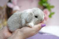 Породистый крольчонок с документами. Самая маленькая  порода !