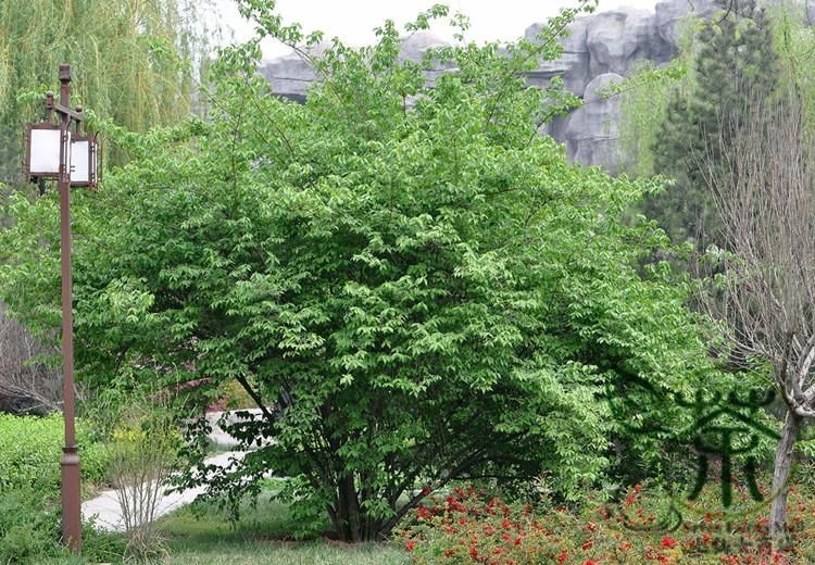 Suchodrzew Maacka, wiciokrzew pachnący miododajny Lonicera Maackii