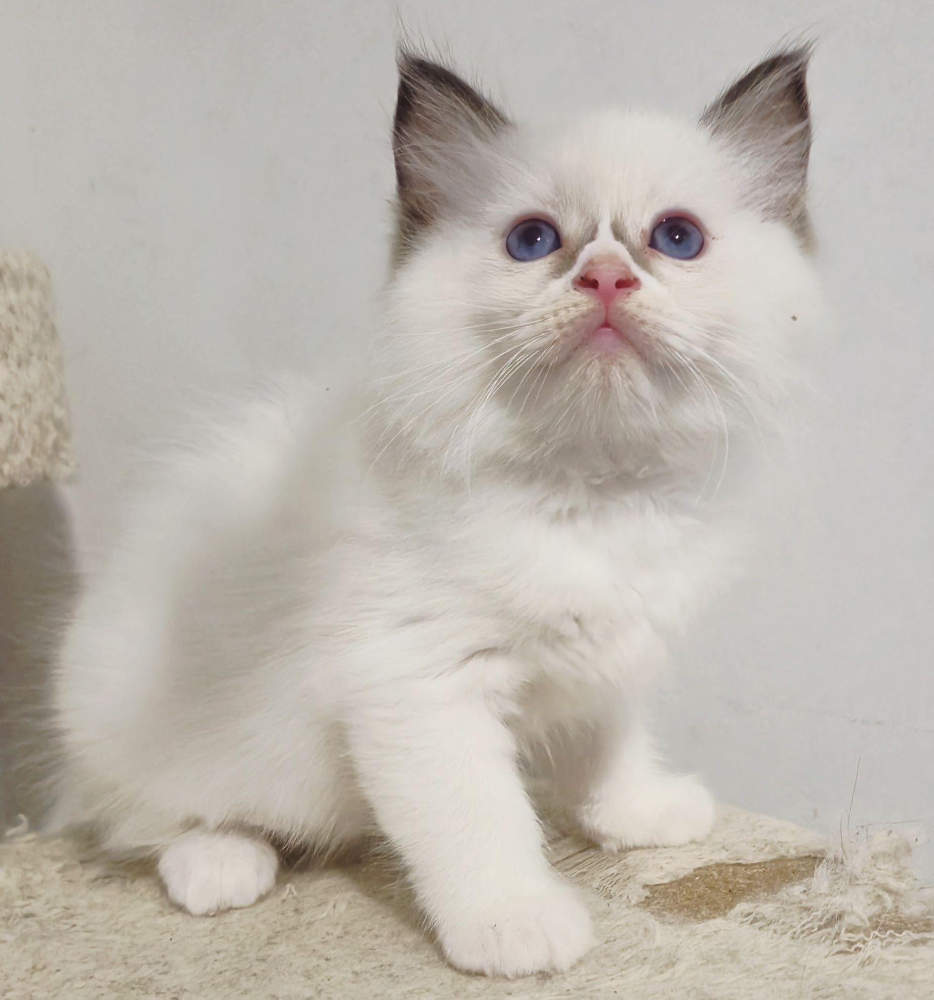 Piękny Kocurek Ragdoll FPL gotowy do odbioru