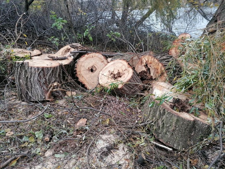 Дерево на дрова. Безкоштовно.