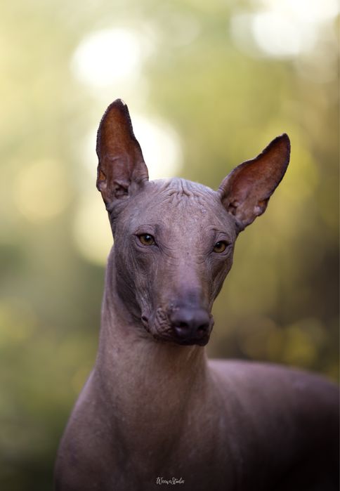 Xoloiztcuintle Standart - Variedade sem pelo