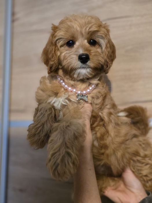 Cavapoo f1 suczka szczeniak do odbioru z metryką