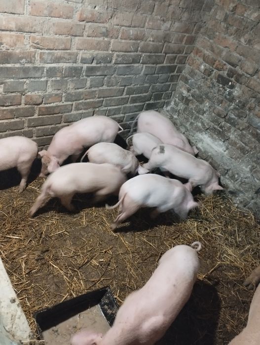 Продам поросят породи f1