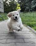 Golden Retriever ZKwP FCI