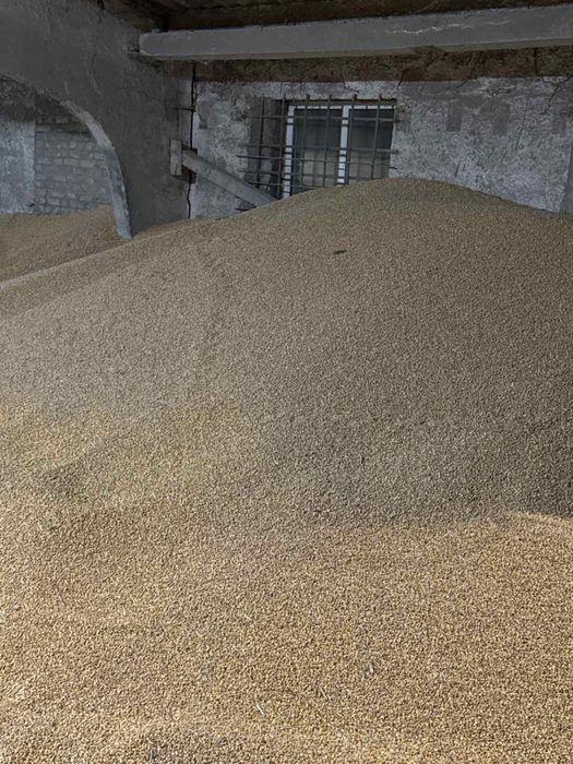 Кукурудза суха,пшениця!