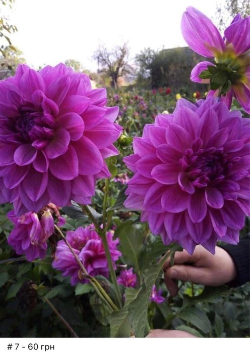 Жоржини кущі, георгіни