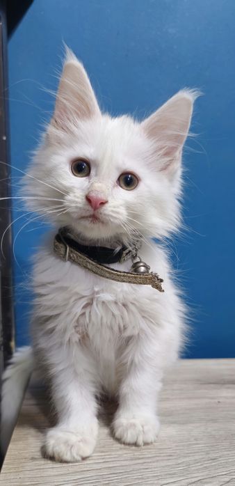 Biały kocure Maine Coon