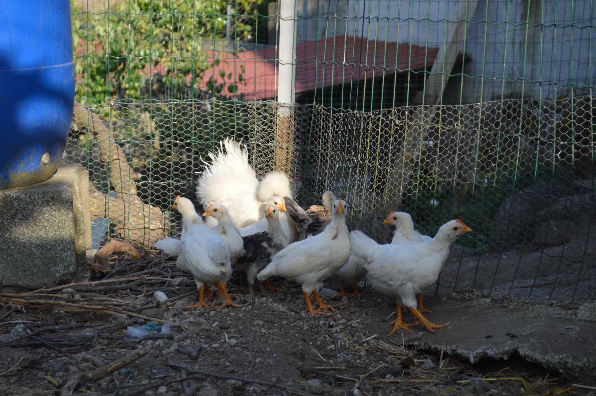 Pintos Legorne e Andaluza Surenha Morucha
