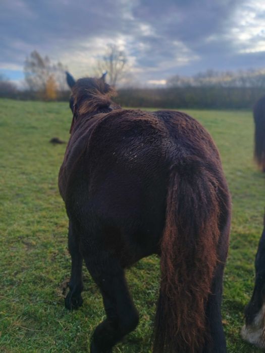 Sprzedam konie zimnokrwiste  .