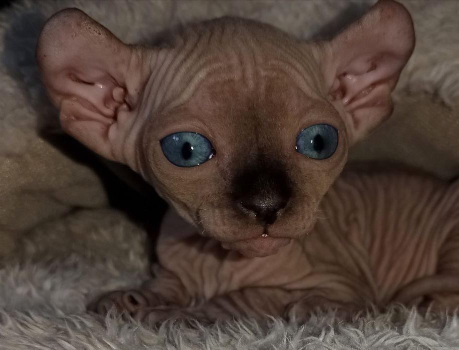 Канадський Сфінкс