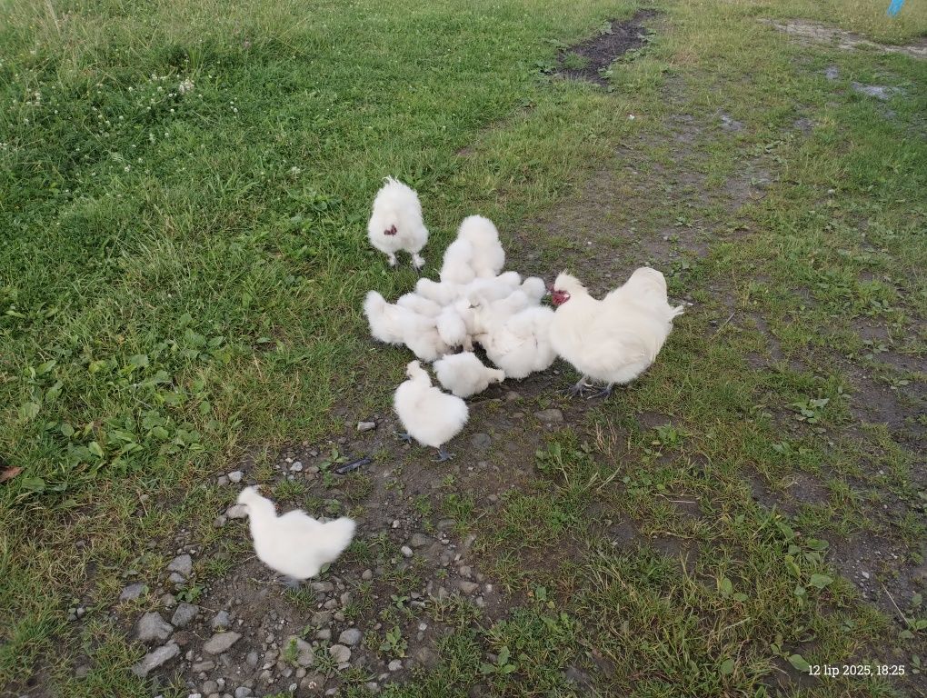 Silki sprzedam silki
