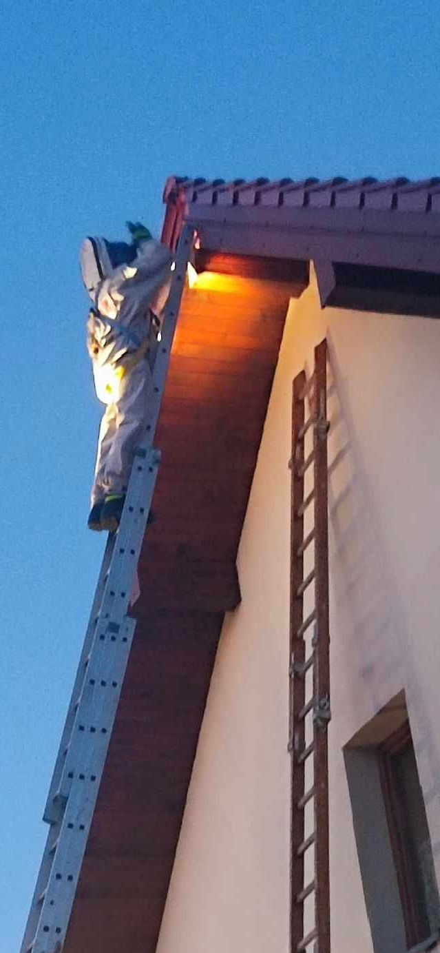 Usuwanie gniazd szerszeni i os Malopolska