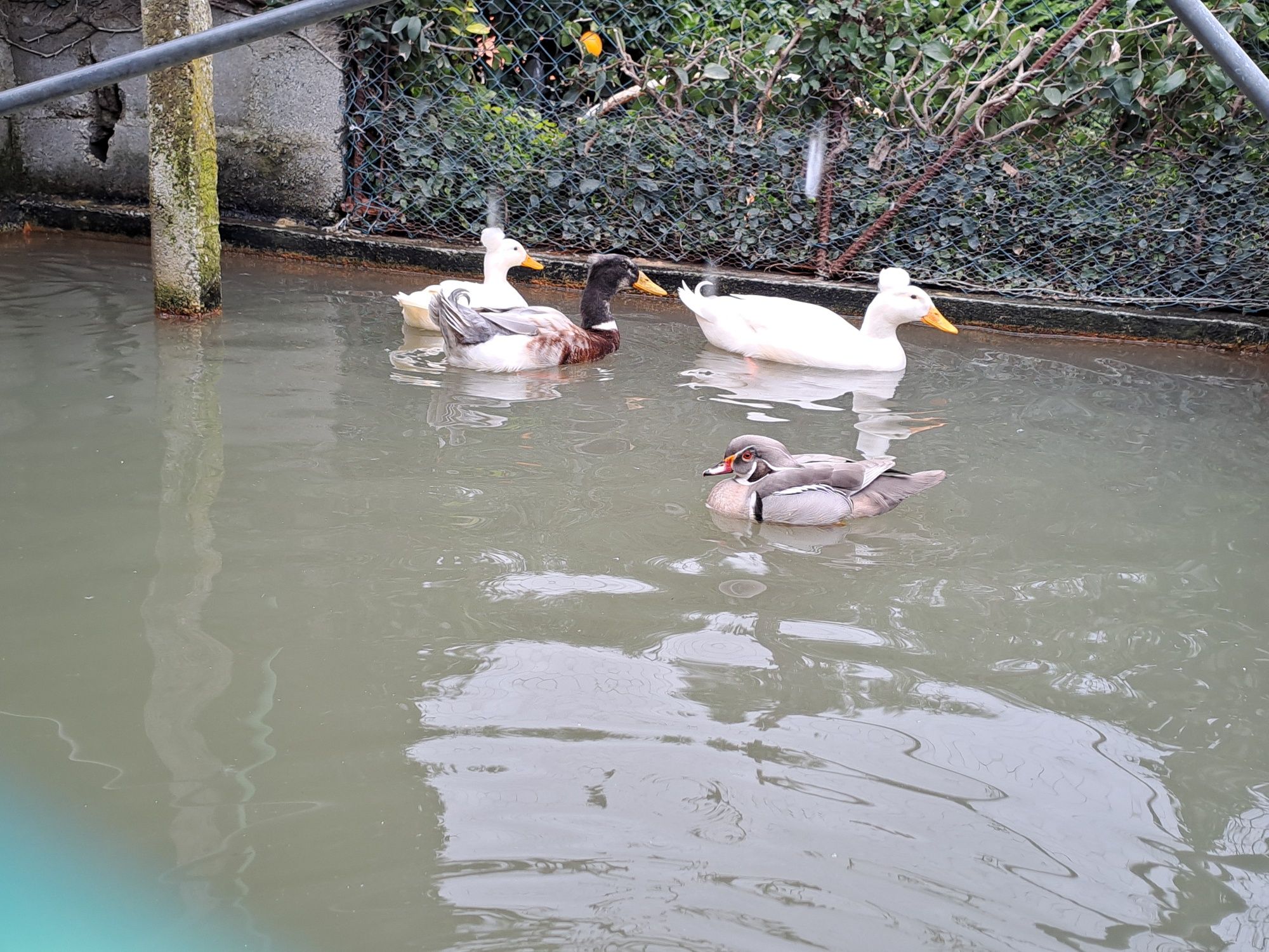 Patos pompom e carolinos