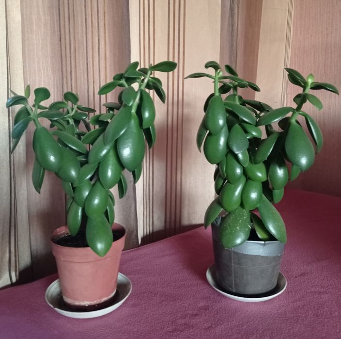 Денежное дерево, толстянка