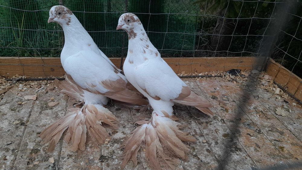 Widyny żółte - gołębie ozdobne