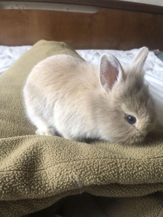 Кролик, декоративный кролик