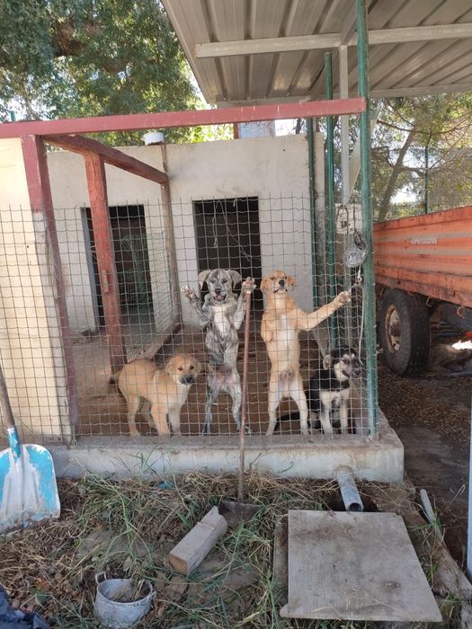 Dão se cãezinhos