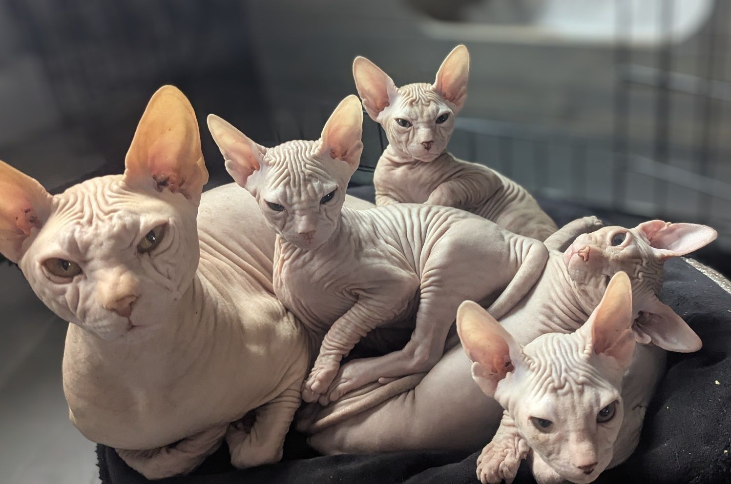 Sfinks Doński, Don Sphynx- kocurek Bubu