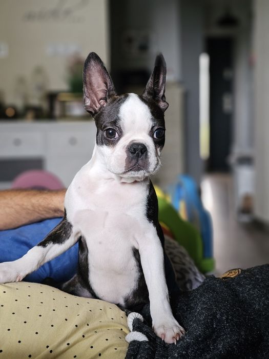 Boston terrier  suczka Tinka ZKwP Fci odchowana