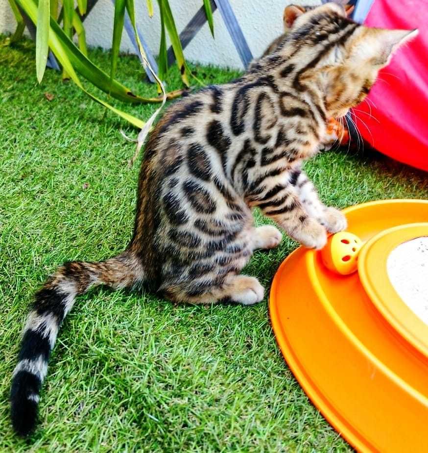 Gatinho Bengal - Pura Raça com LOP