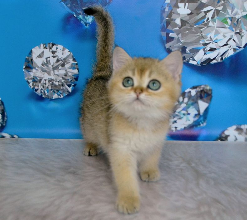 Британський хлопчик в окрасi золота шиншила ny 11