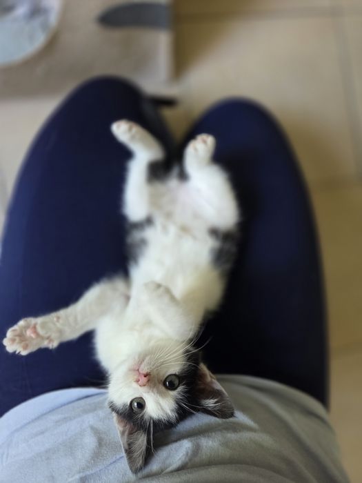 Kot kociczka kotka kociak