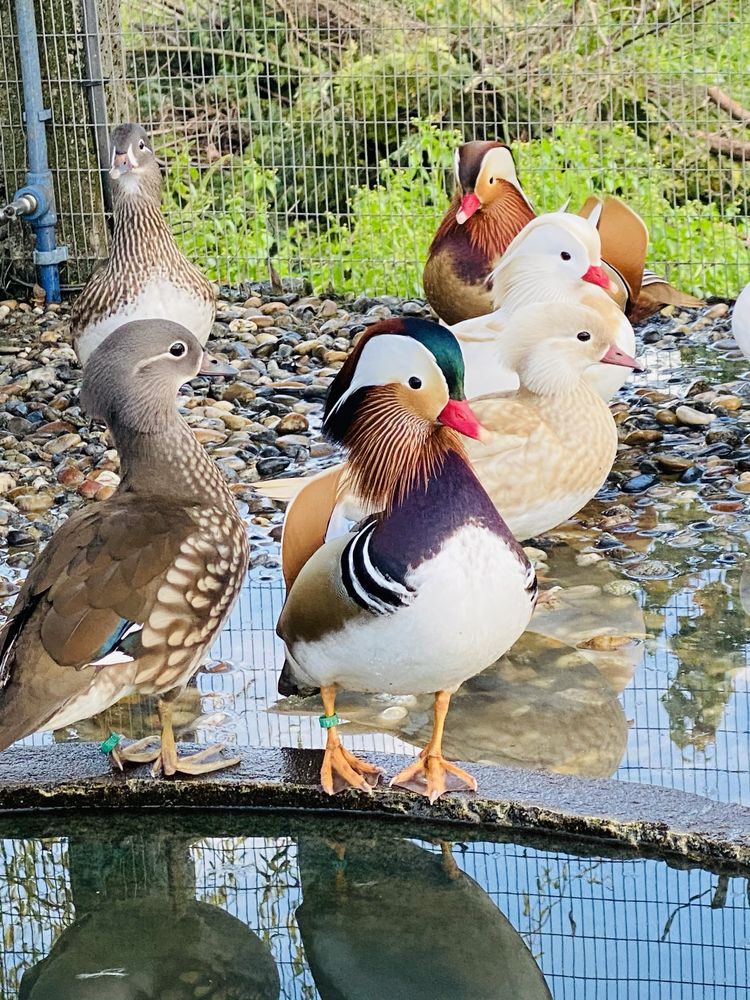 Patos mandarim e carolinos de varias cores