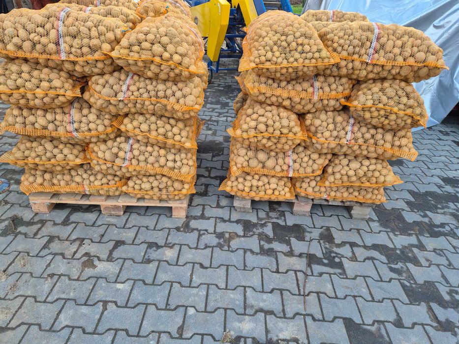 Ziemniaki odpadowe Vineta