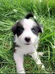 Suczka Border collie. DIANA Rodzice przebadani.