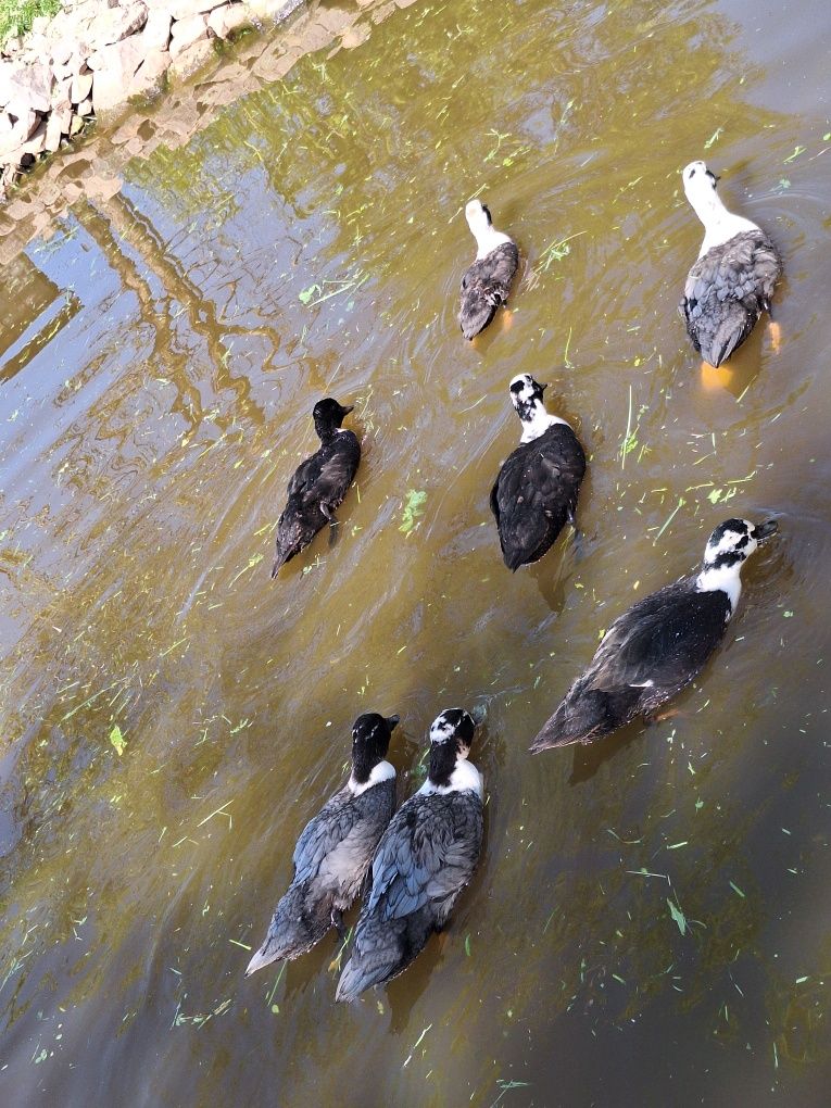 Call duck tegoroczne