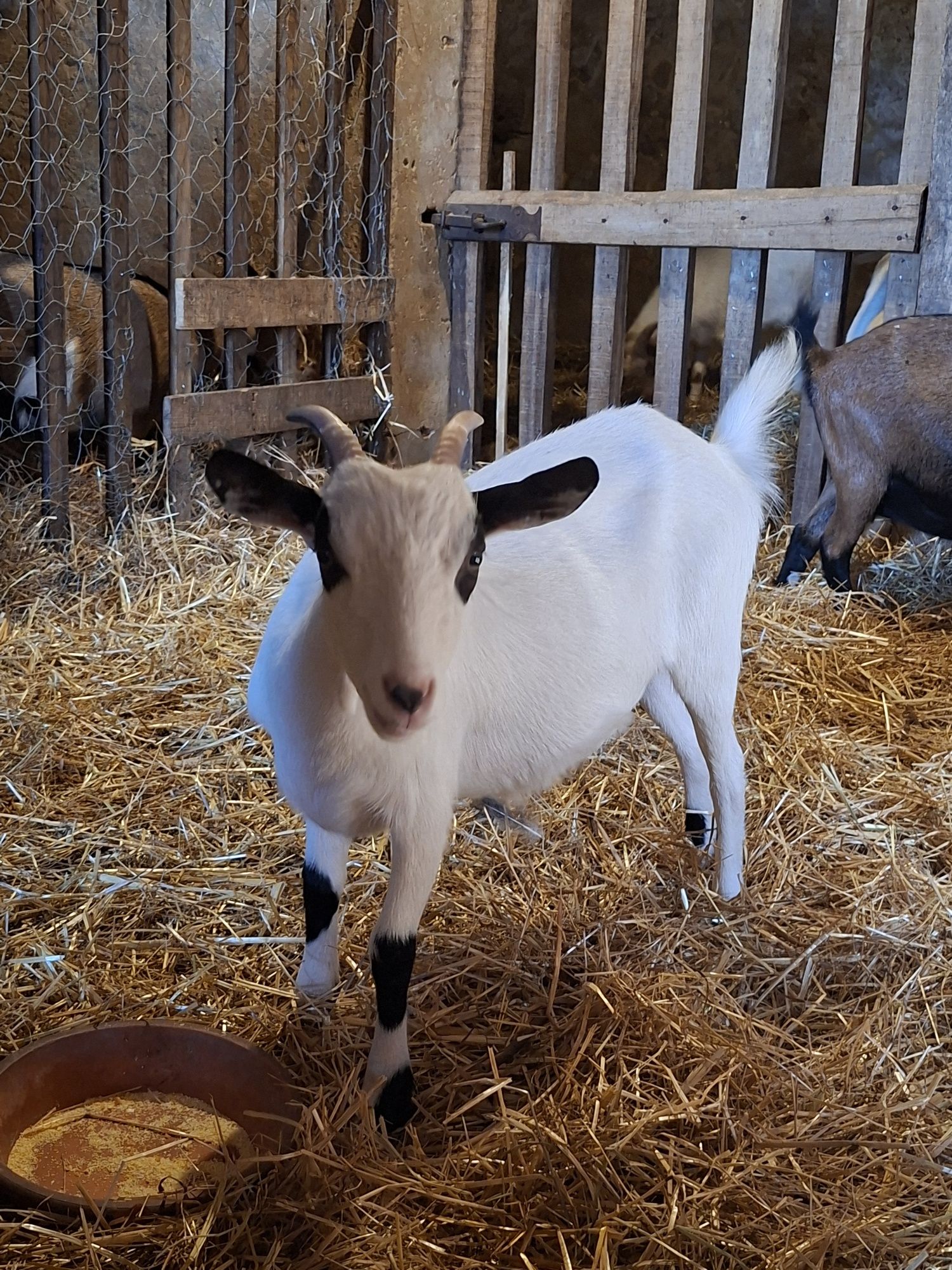 3 cabras de qualidade!