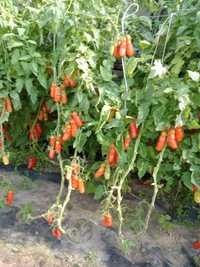 Pomidory auryja nasiona
