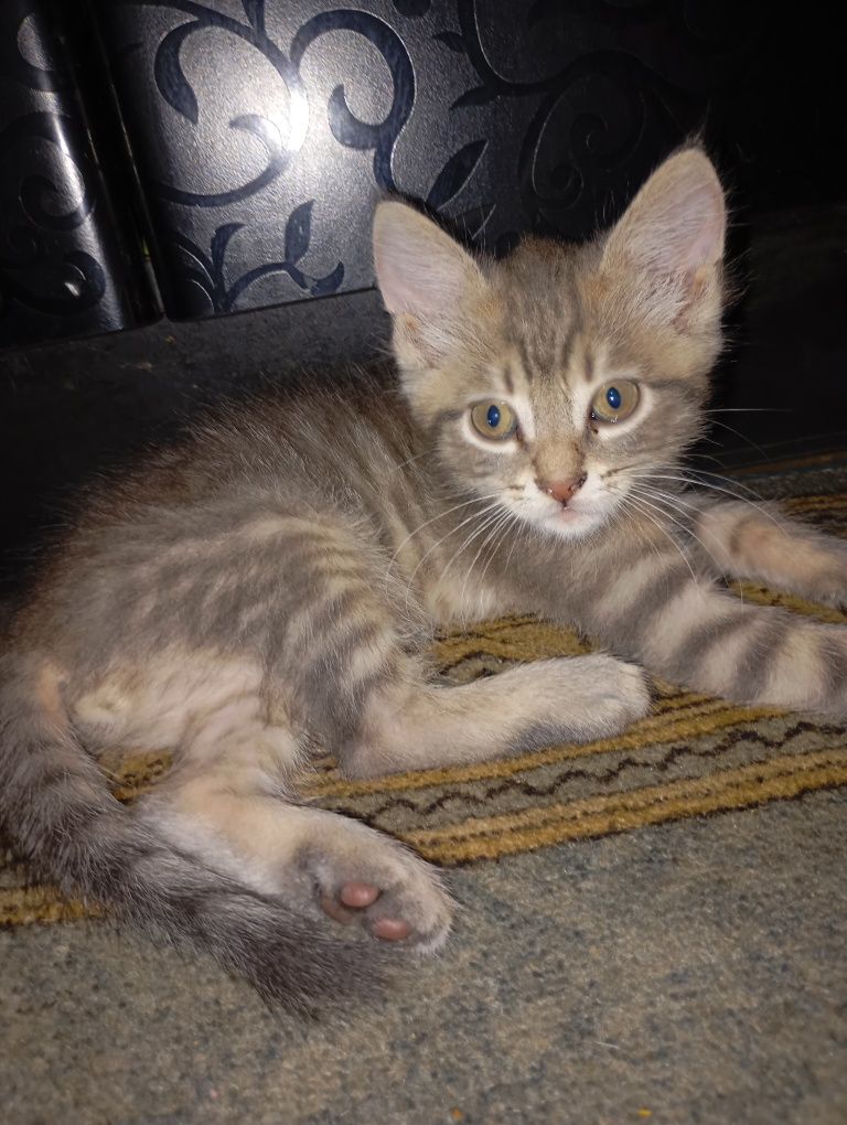 Кошка с котятами ищет дом