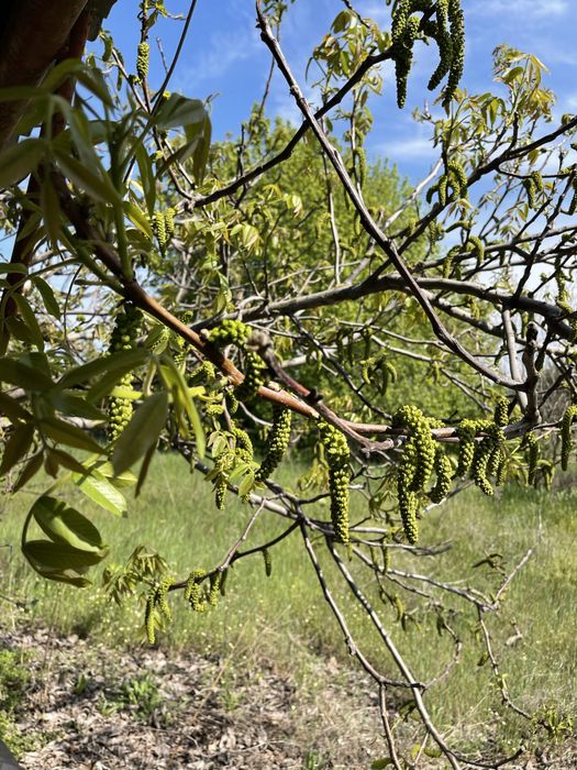 Продам Дача Николаевка