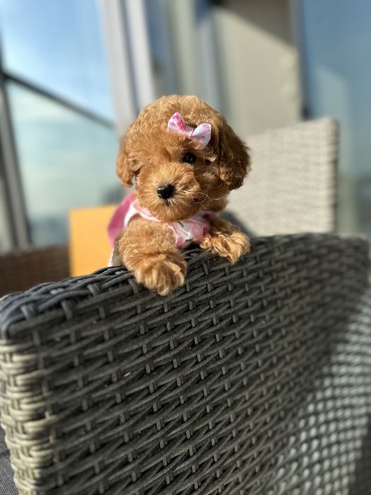 mini Teddy vip Мальтипу