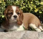 Cavalier king charles spaniel ekstra klasa suczka z rodowodem