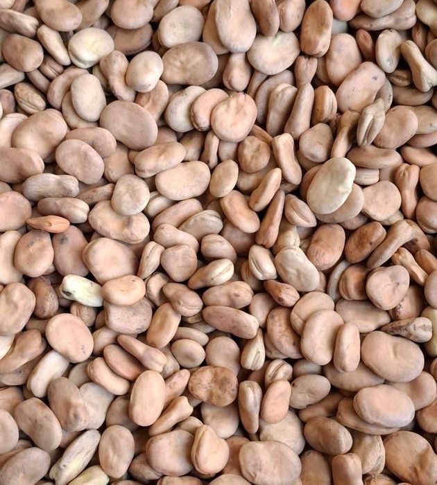 Bób BIZON 2025 wysyłka