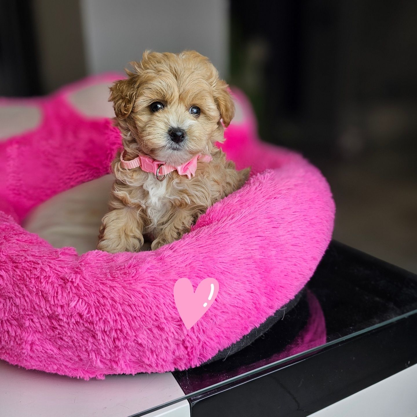 Puchata .Kuleczka Maltipoo