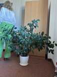 Fikus Benjamin w ceramicznej donicy *Piękny 120/140 cm !