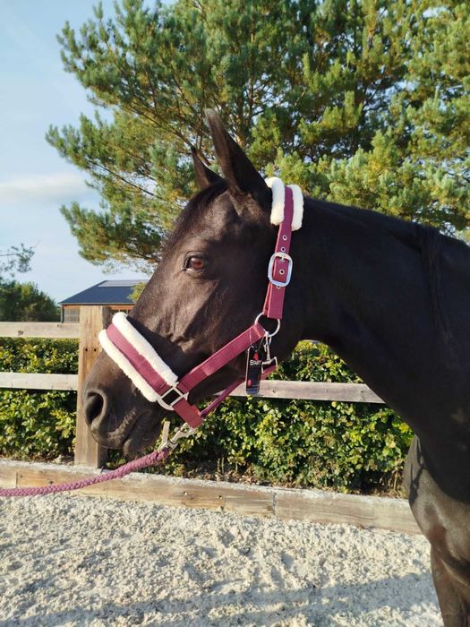 Kantar z futerkiem START burgundowy COB