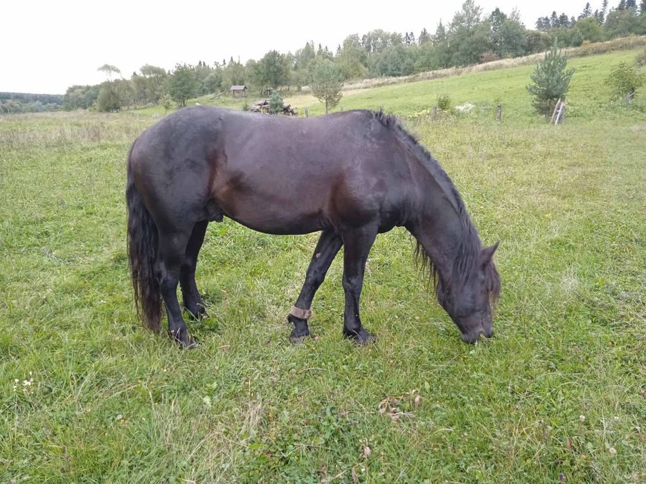 Продам жеребця 7 років