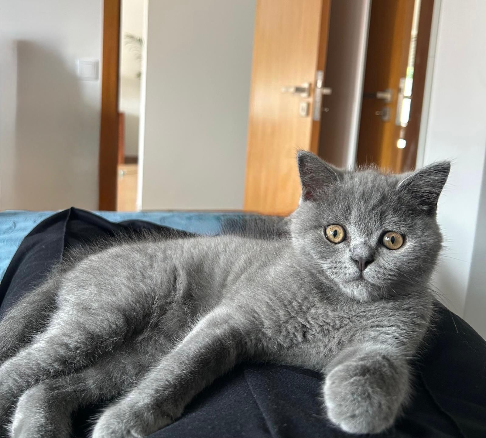 Gatinho scottish fold