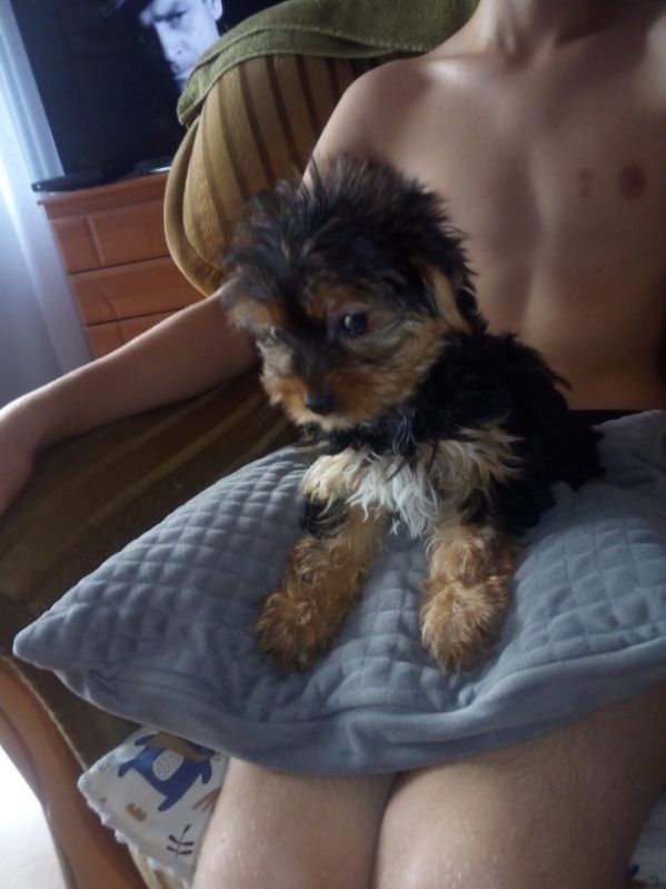 Sprzedam Yorkshire terrier
