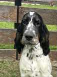 springer spaniel angielski - Kawka - sunia 4 miesiące