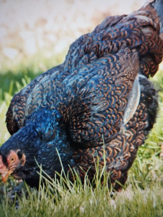 Ovos Férteis Cornish