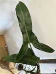 Філодендрон Philodendron Філодендрон Mexicanum( Latisagitium)