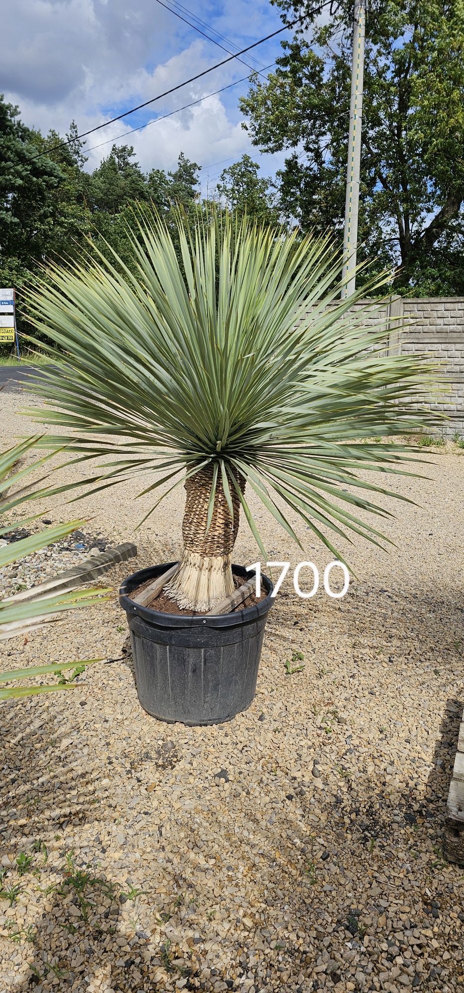 Trachycarpus Fortunei Palma mrozoodporna palmy yucca