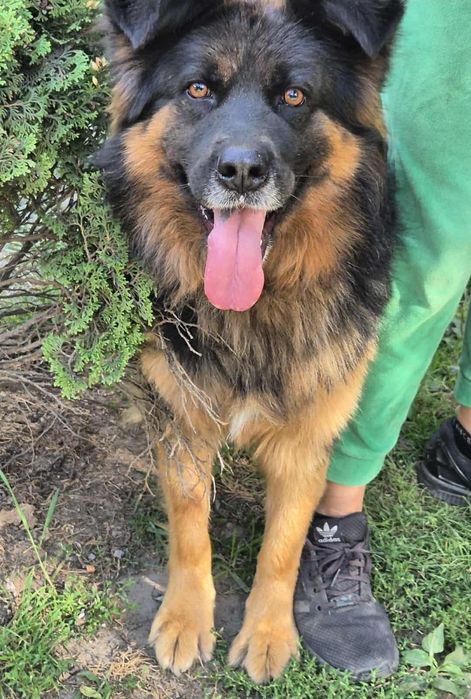 Puszysta, kochana sunia do adopcji